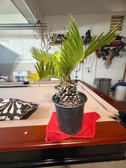 SMALL SAGO PALM