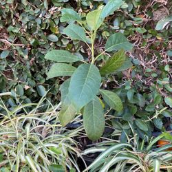 Avocado Plant In A Pot Decorative 