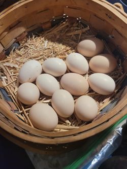 Eggs