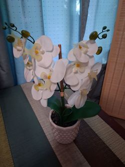 White orchid in vase