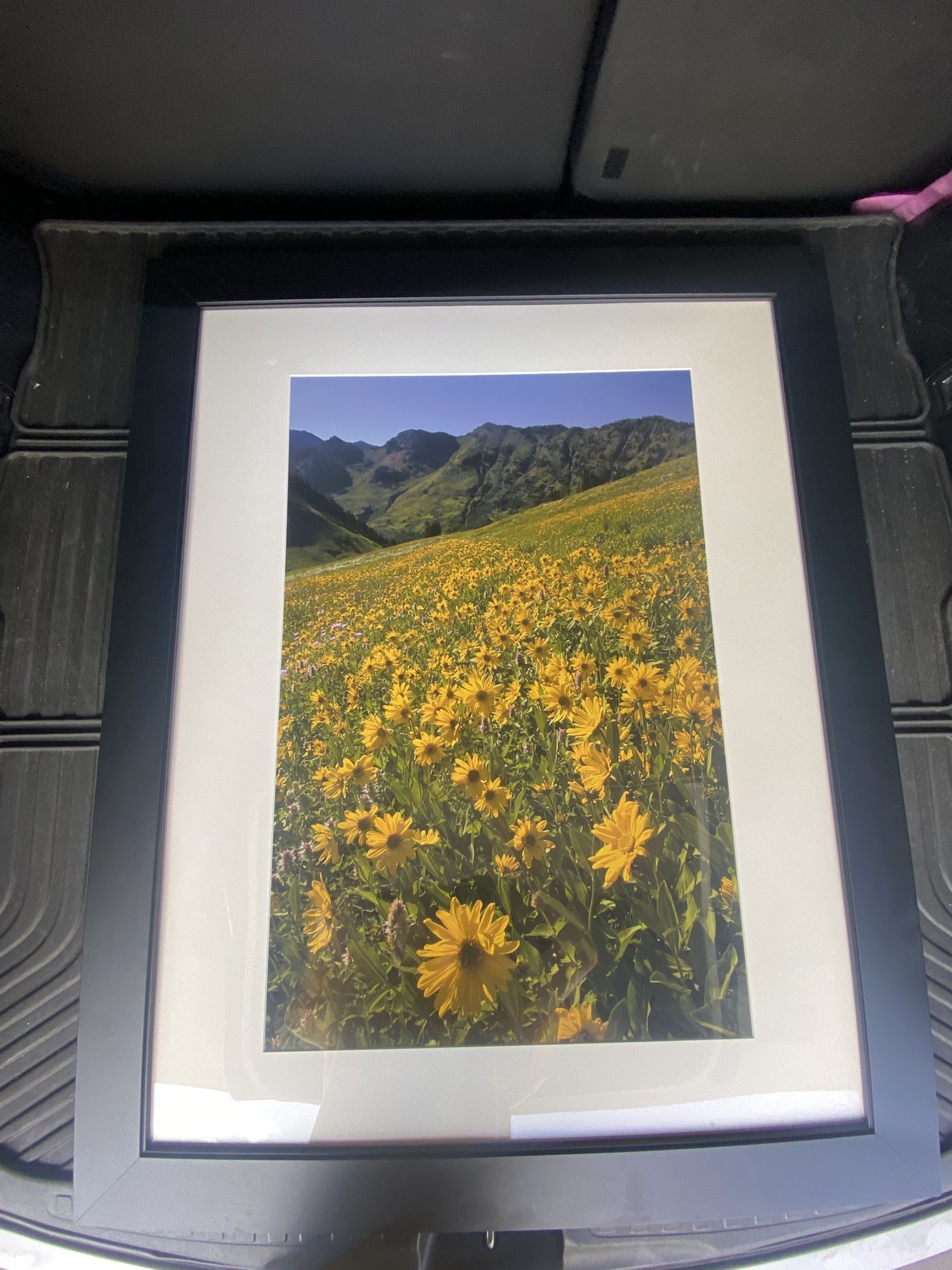 Sunflower Field Frame