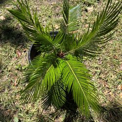 Sago Palm 