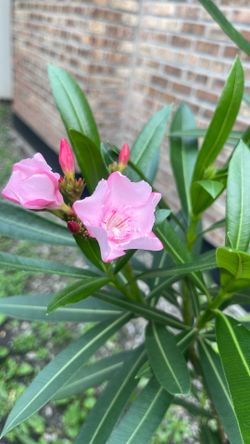 Oleander tree 4 ft tall