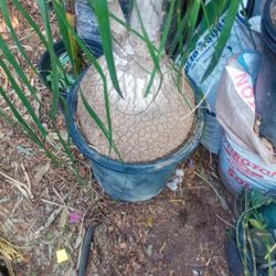 Plant