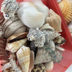 Box Of Mixed Natural Sea Shells 