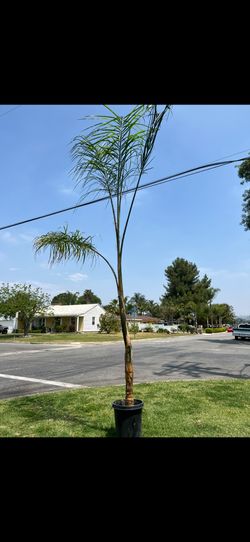 Queen Palm Tree (Ready To Be Planted)