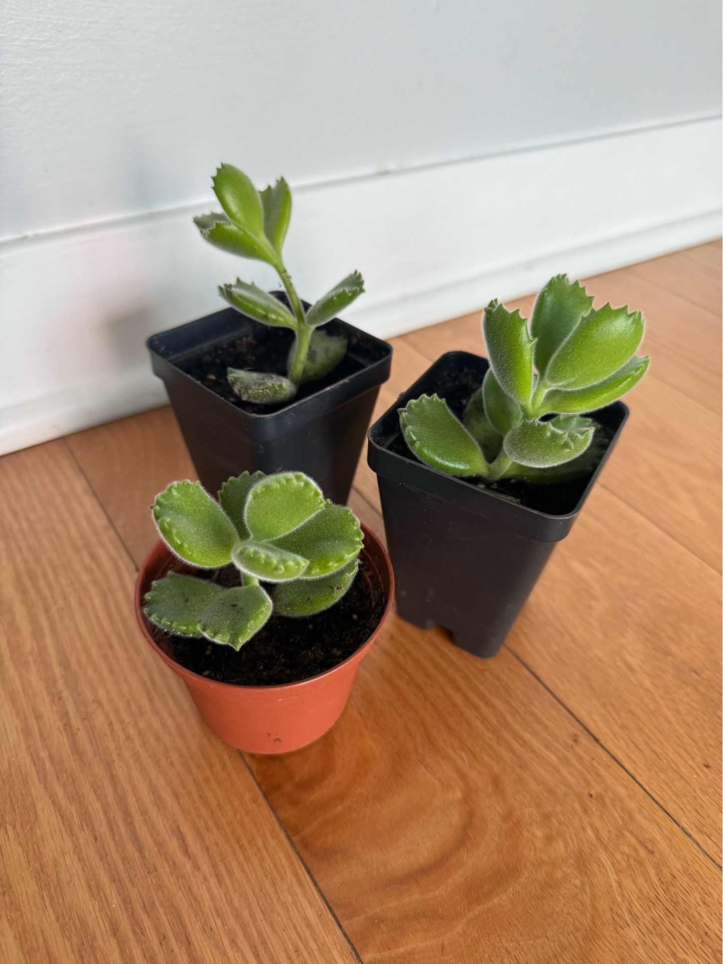 Bear Paw Succulent