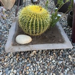 Barrel Cactus