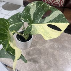 Monstera Thai Con