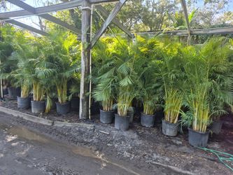 Areka, palms, eight foot tall, delivered and planted