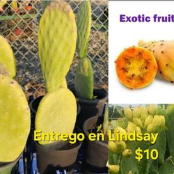 Planta De Nopal Tunero