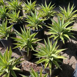 Agaves