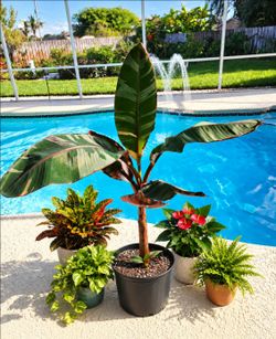 Musa Banana with pup. 5ft tall. FIRM PRICE