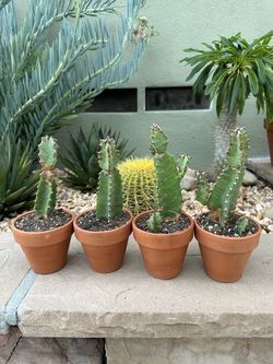 Moroccan Mound | Euphorbia Resinifera