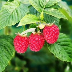 Raspberry Plants  Starters