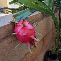 Dragon Fruit Trellis