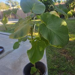 Yerva Santa Plant Medesinal