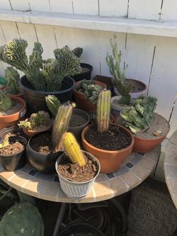 Different cactus