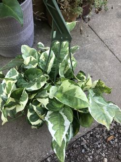 Trailing NJOY Pathos In 6 Inch Hanging Pot.