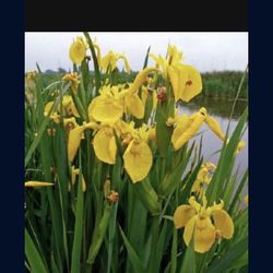  Yellow Iris Plants 2 Gallon Fully Rooted