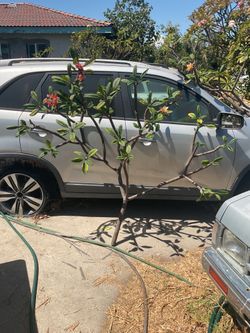 Huge Kauka Plumeria Cutting/Tree. Just cut approximately 5 1/2 feet tall and 6 1/2 feet wide. Many branches. Instant tree