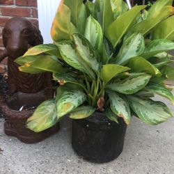 Beautiful Large Plant 