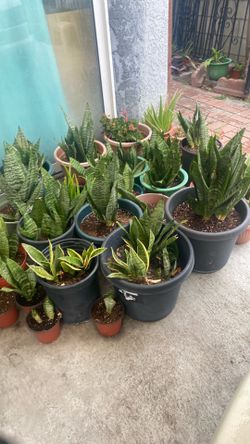 Plants