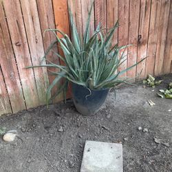 Huge Aloe Vera plant with the Pot