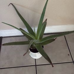 Aloe plants!