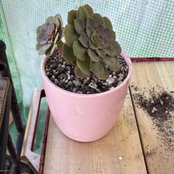 Potted Succulent