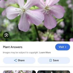 Bouncing Betty Pink Flowers Plant $5 Each 