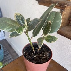 Plant For Room  Firm Price
