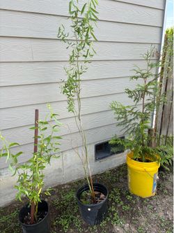 Corkscrew Willow Trees