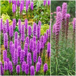 Blazing Star Plants 