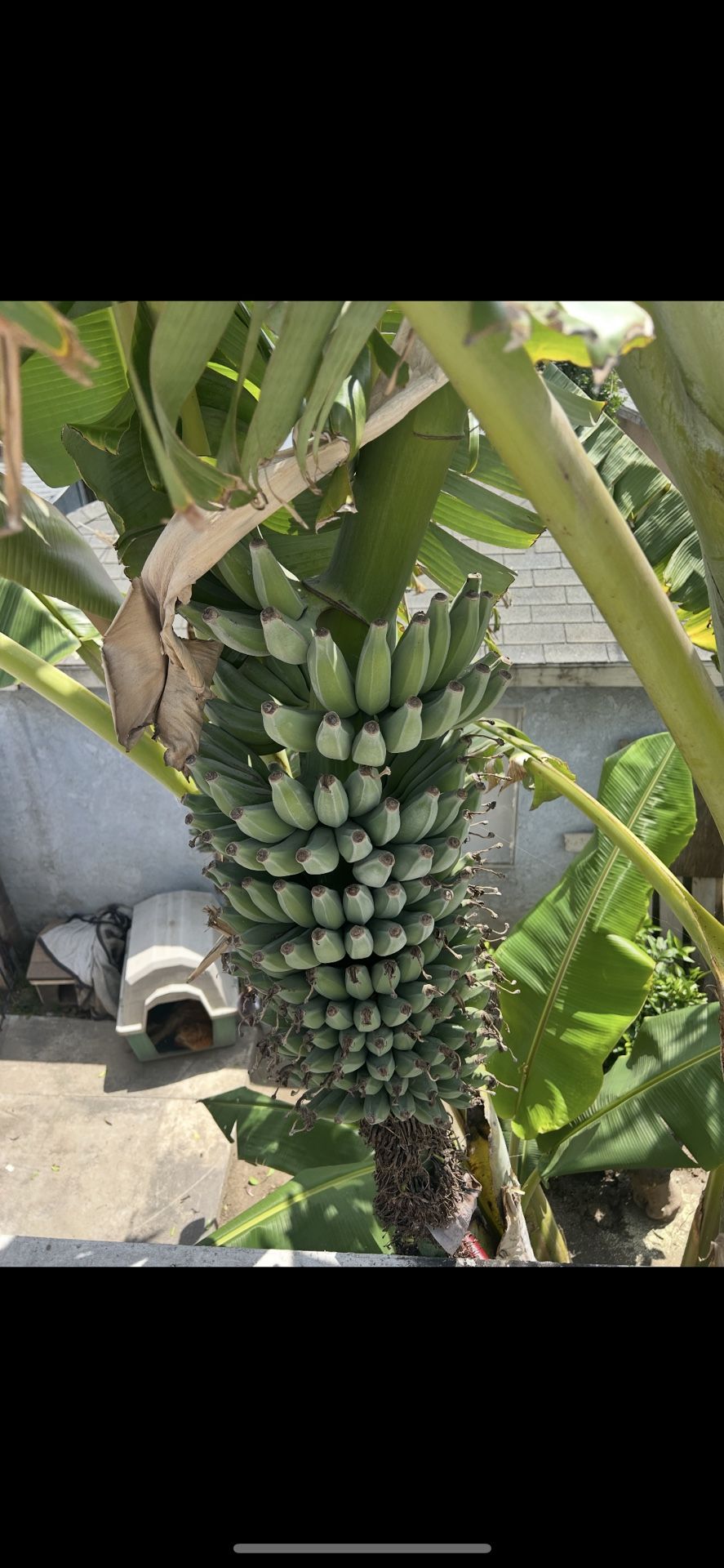 Banana Tree Plant