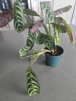 Prayer Plant