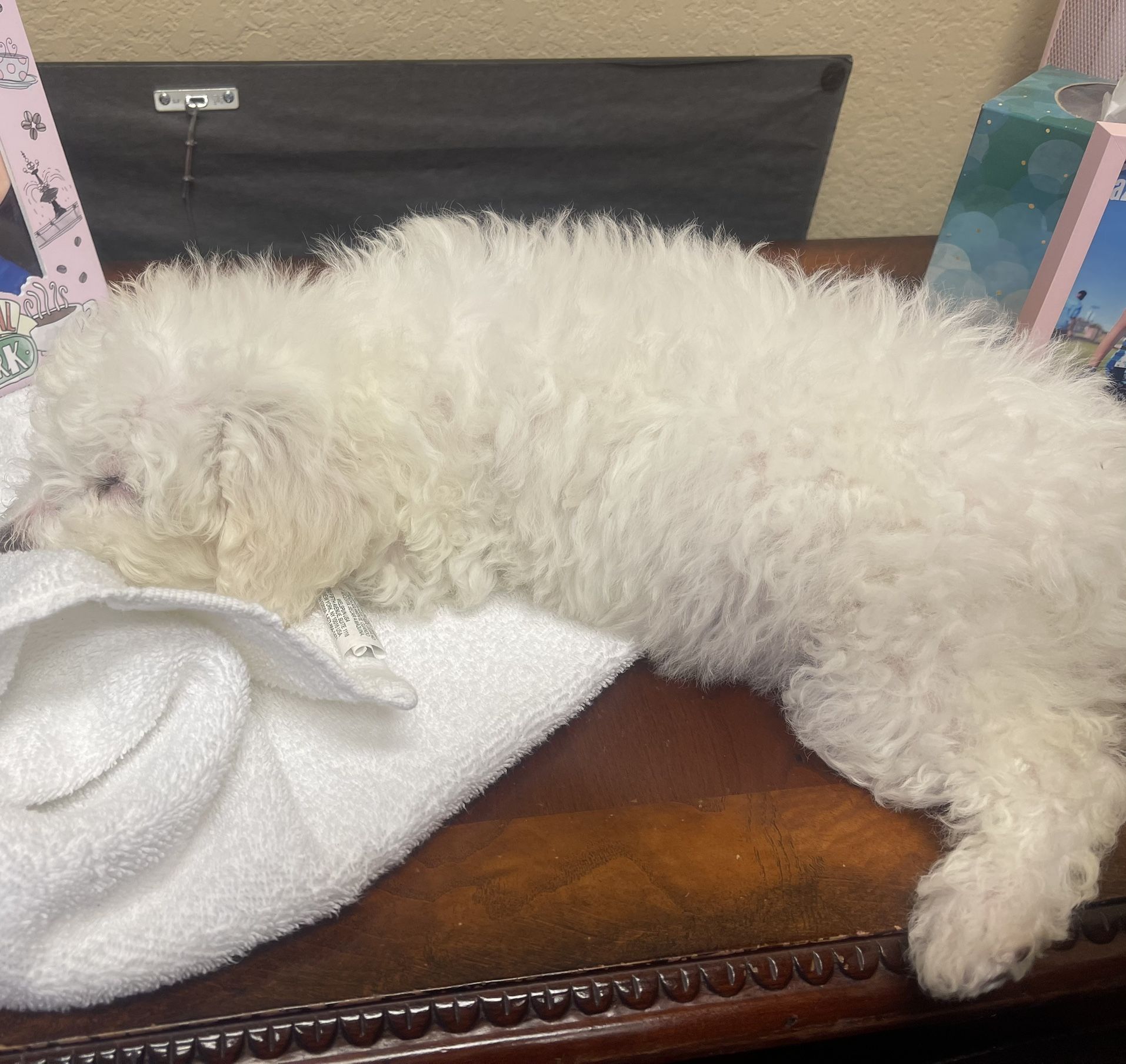 Maltipoo