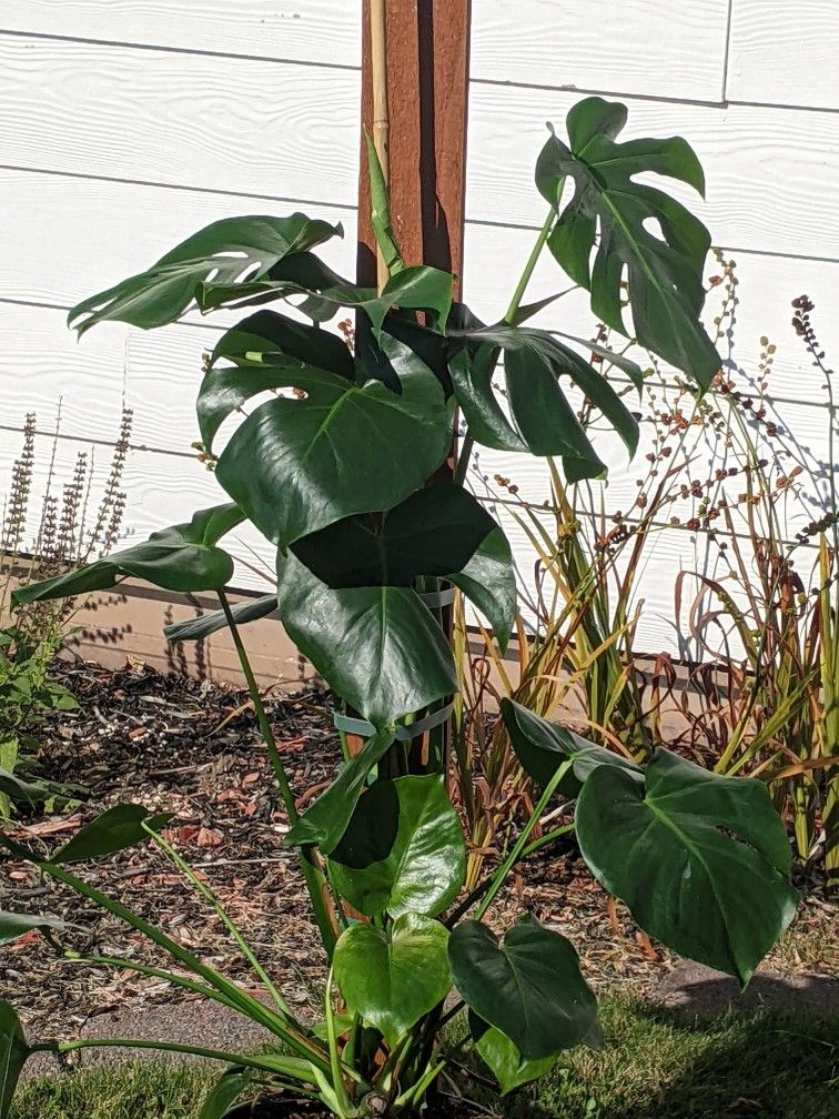 Large Healthy Monstera Deliciosa
