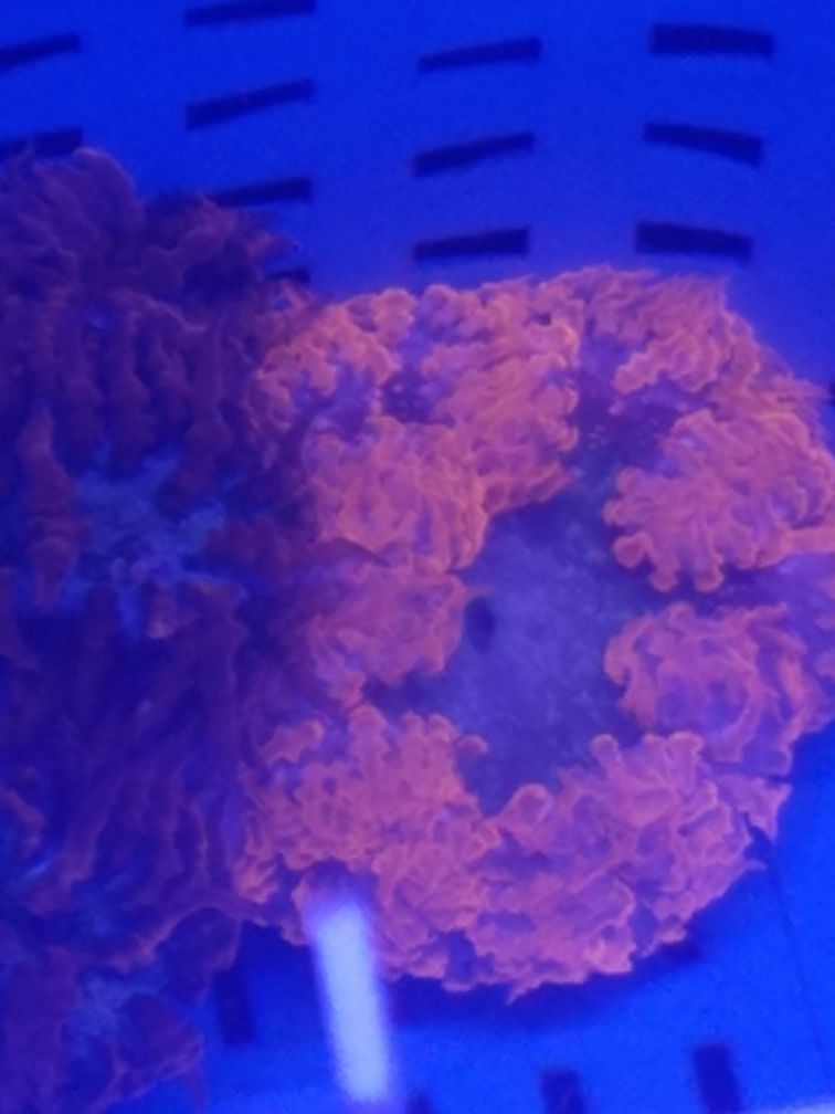 Ornamental Corals/Nems For Sale!!!! PLEASE RED THE DESCRIPTIONS ON THE POST!!!!!