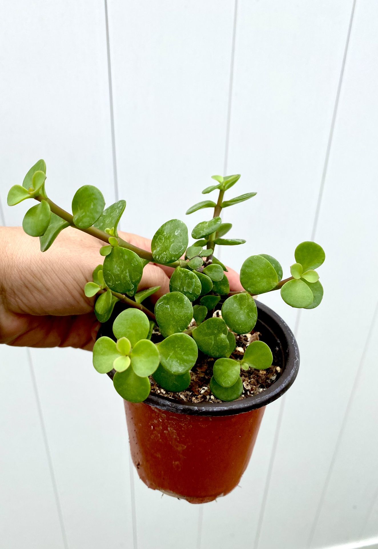 Elephant Bush / Succulents Plants