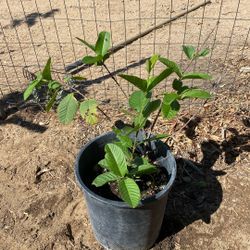 Guava Plant 