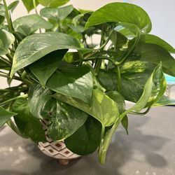 Pothos- Money Plant With Terracotta Planter