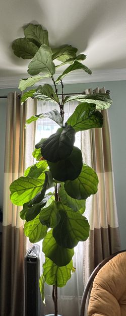 Fiddle Leaf Fig Tree Over 9ft
