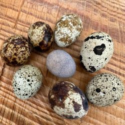 Quail Eggs 