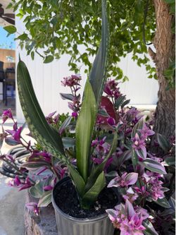 Snake plant silver edge