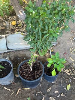 Chiles chiltepin