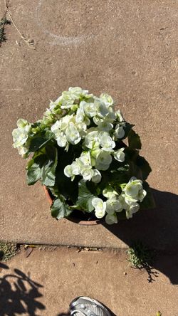 Winter flowering begonia