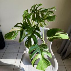 Albo Monstera