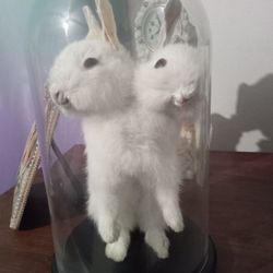 Vintage Siamese Rabbits Two-headed Cryptozoology Taxidermy 