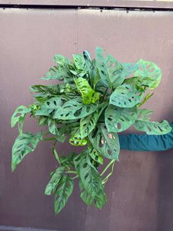 8” monstera wide form